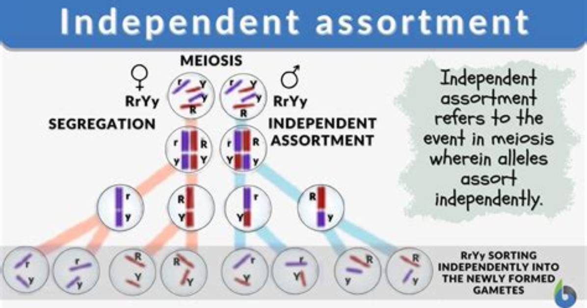 Do Genes Assort Independently?