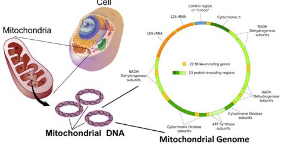 Do Genome Have Cells?