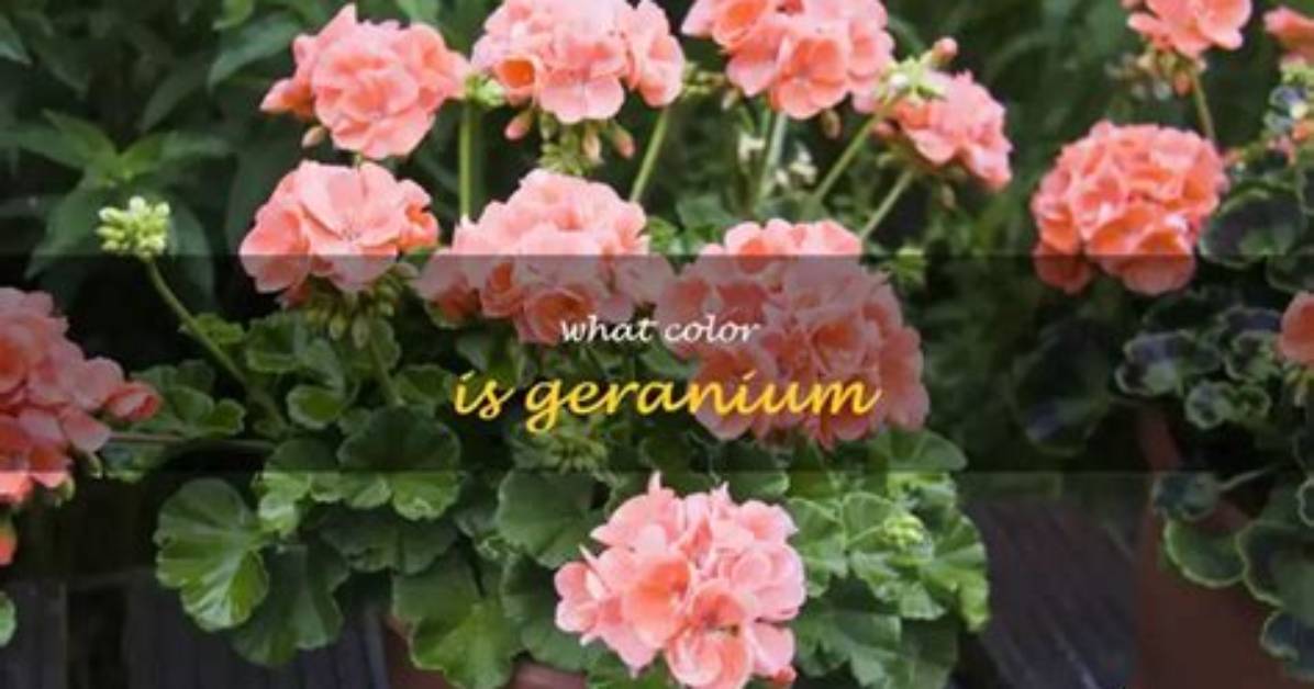 Do Geraniums Change Color? | Contextresponse. Com