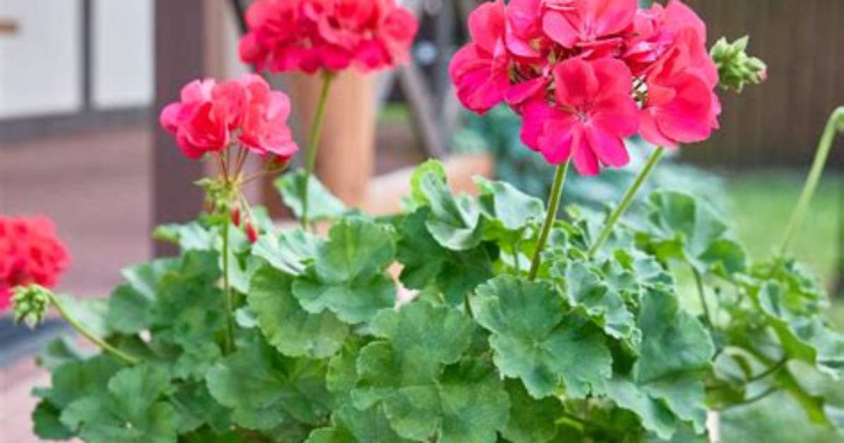 Do Geraniums Come Back Every Year?