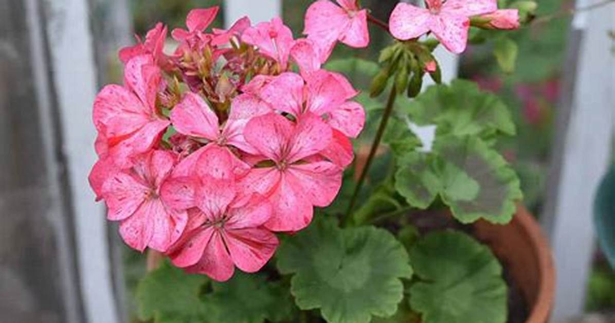 Do Geraniums Have Bulbs