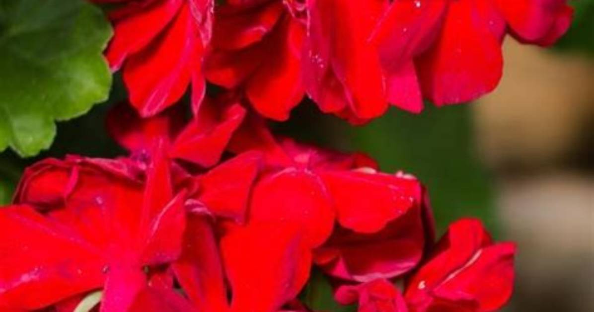 Do Geraniums Like Fertilizer