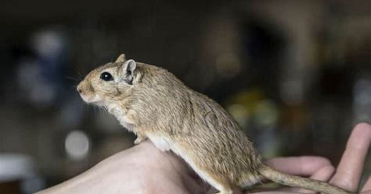Do Gerbils Like to Be Held?