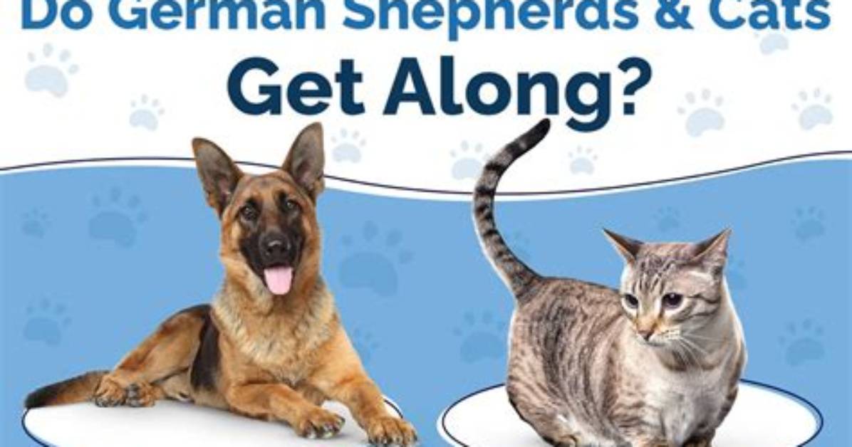 Do German Shepherds Get Along with Cats?
