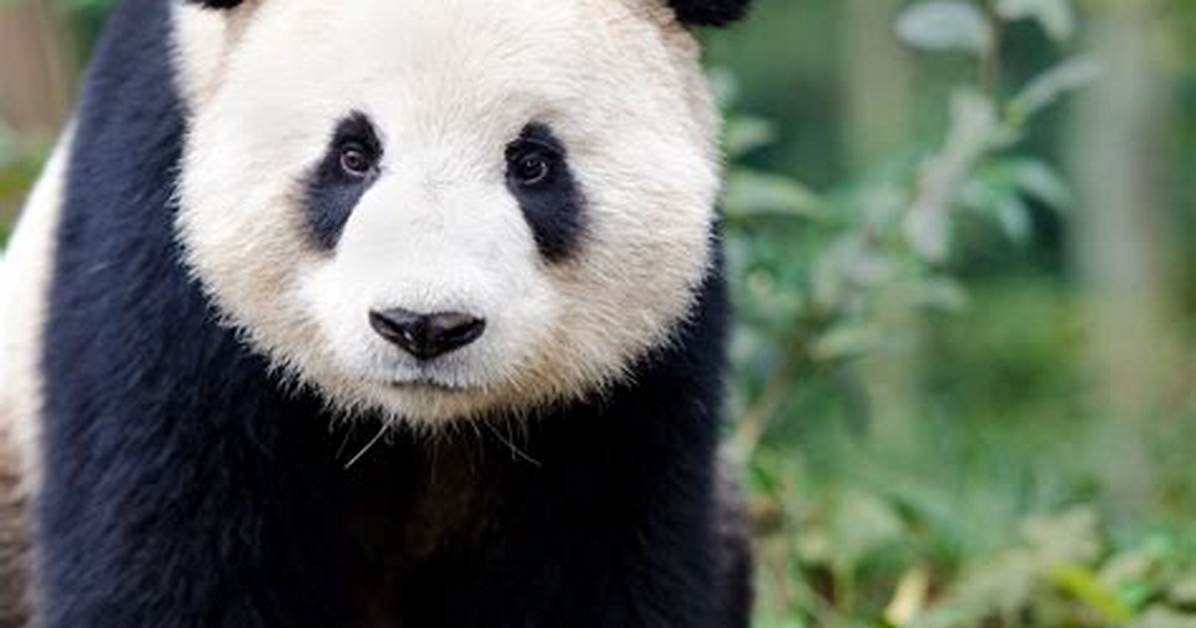 Do Giant Pandas Look Like?