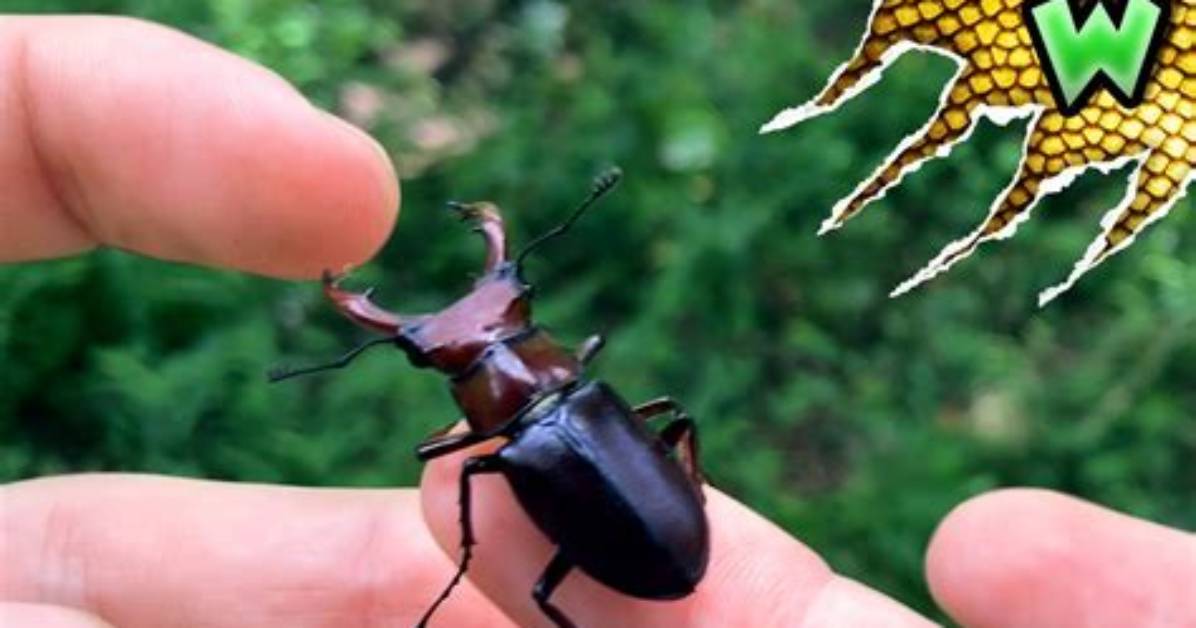 Do Giant Stag Beetles Bite