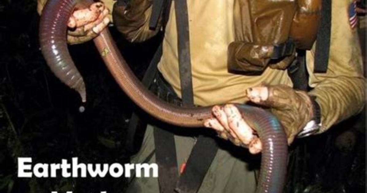 Do Giant Worms Exist