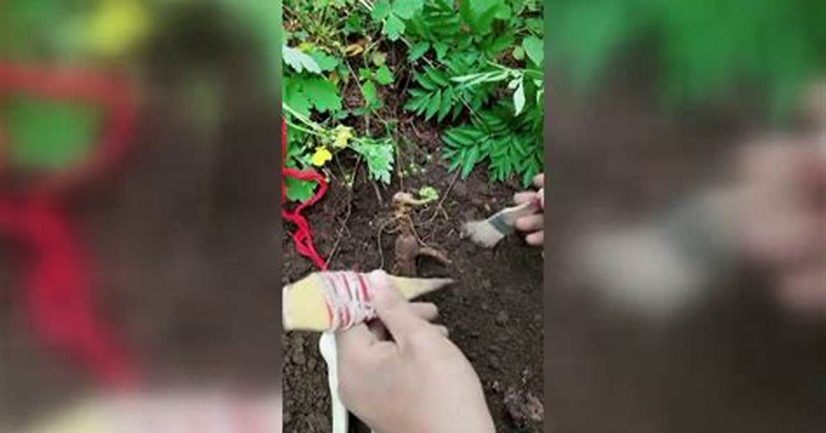 Do Ginseng Really Run?