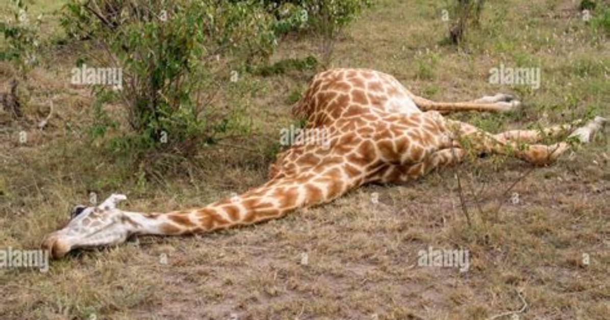 Do Giraffes Sleep Lying Down?