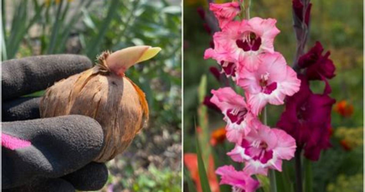 Do Gladioli Bulbs Spread
