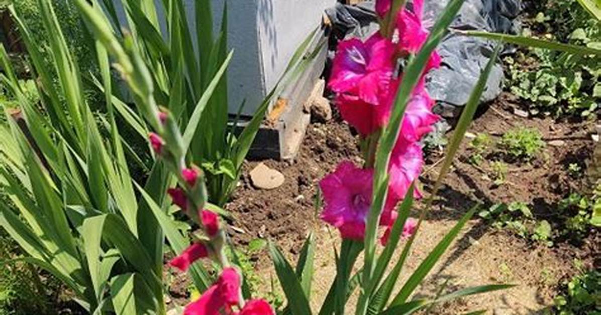 Do Gladioli Flower Every Year?