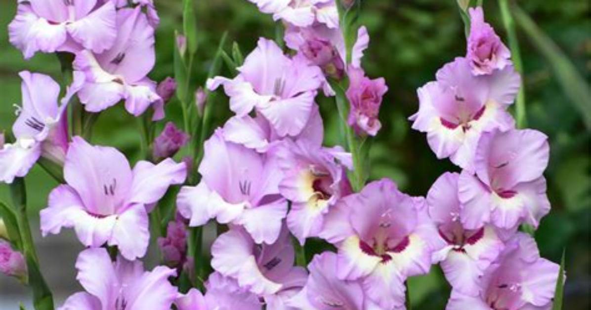 Do Gladiolus Bulbs Go Bad