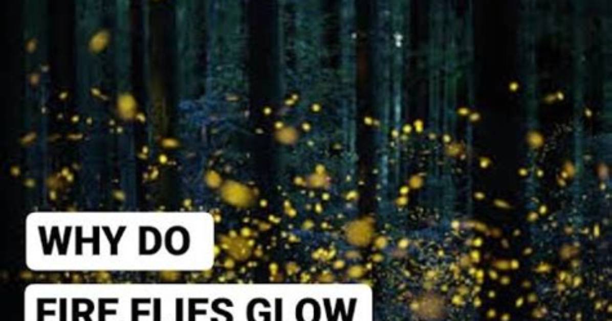 Do Glow Worms Turn into Fireflies?