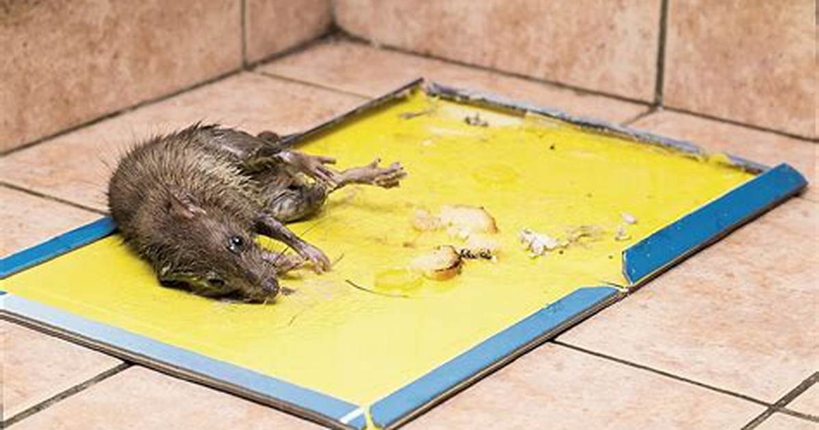 Do Glue Traps Work?
