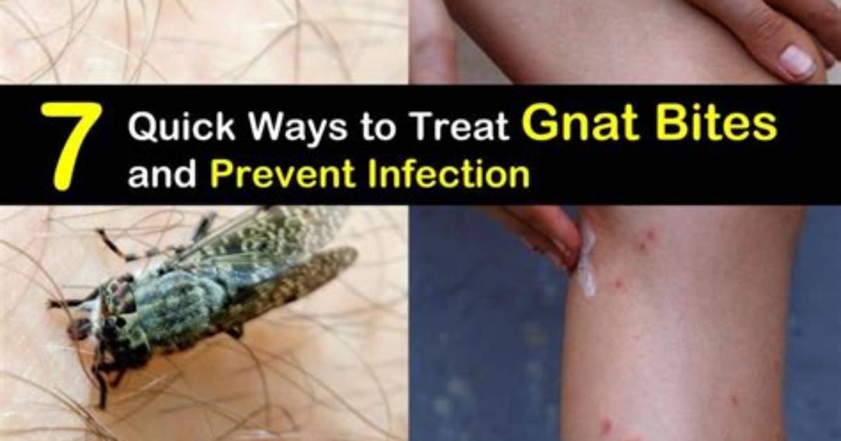 Do Gnats Bite Dogs?
