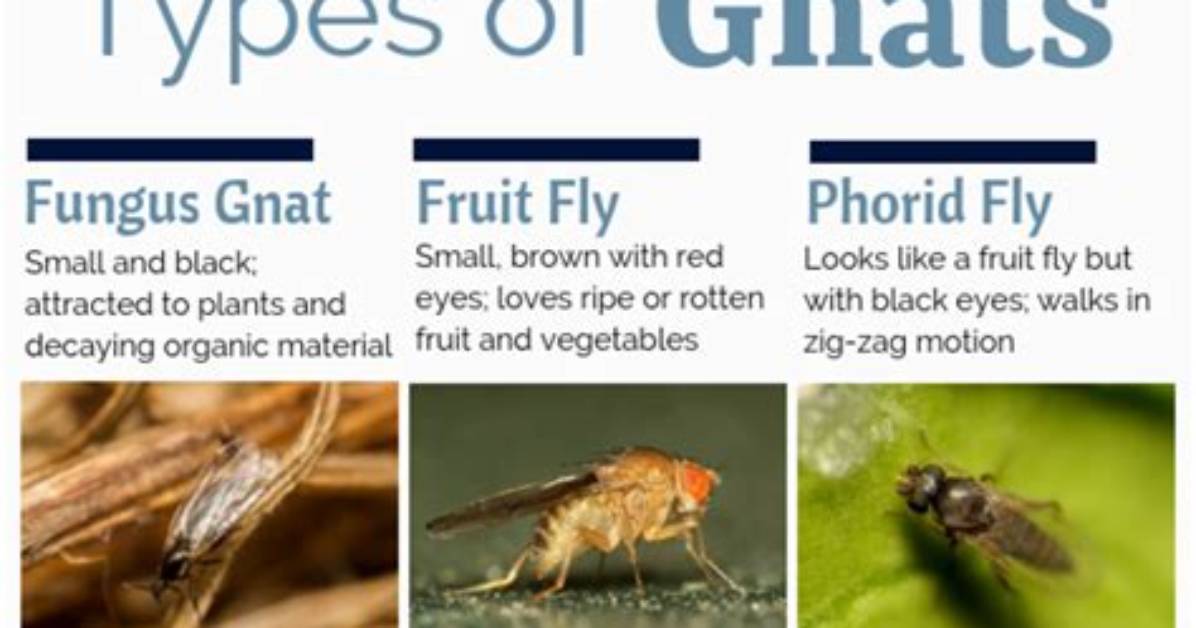 Do Gnats Like Red Wine