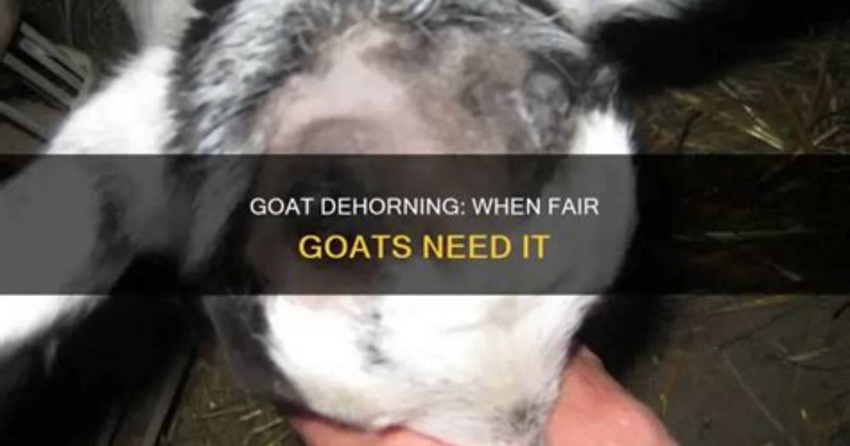 Do Goats Need Dehorning?