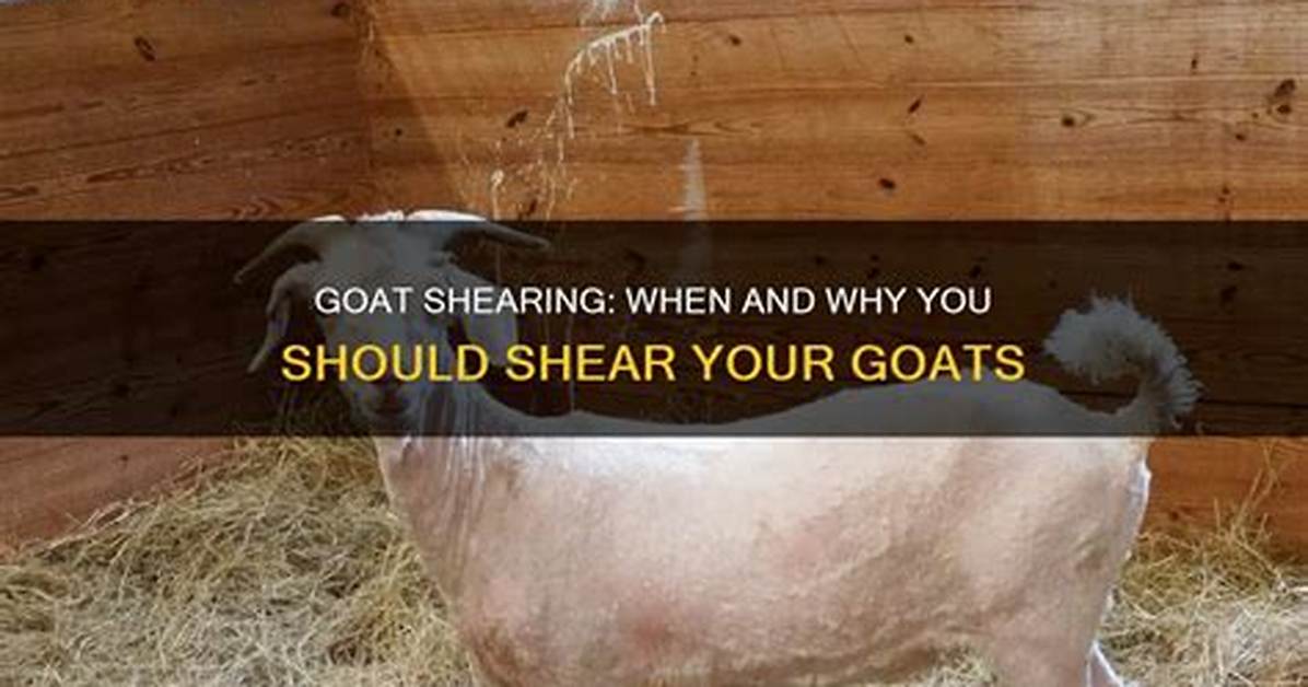 Do Goats Need Shearing?