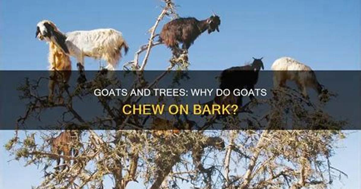 Do Goats Ring Bark Trees?