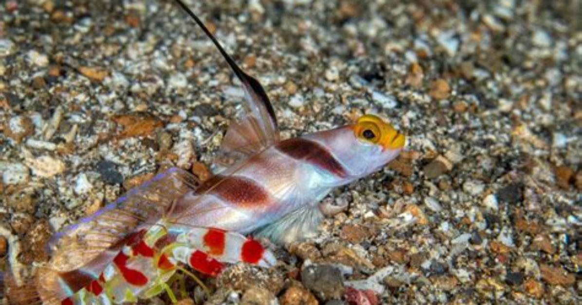 Do Gobies Need Shrimp