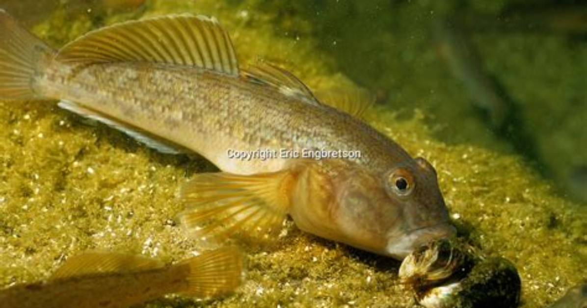Do Goby Fish Eat Algae?