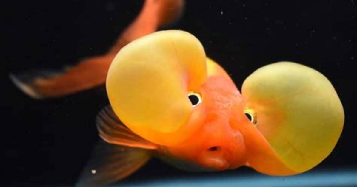 Do Goldfish Like Air Bubbles?