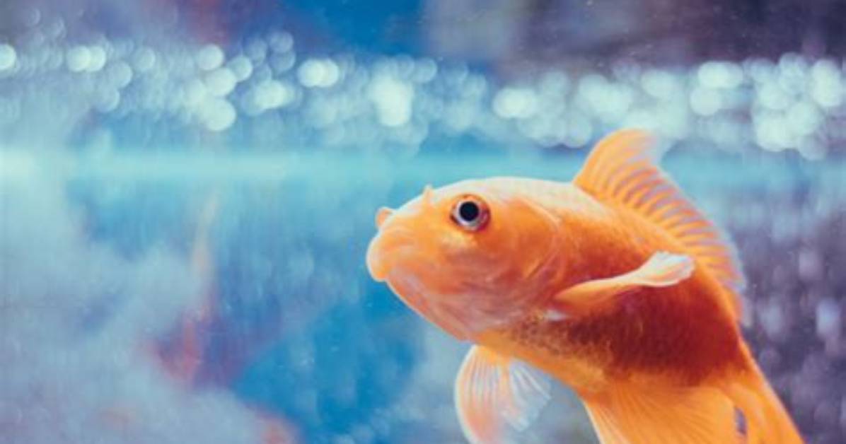 Do Goldfish Like Light?