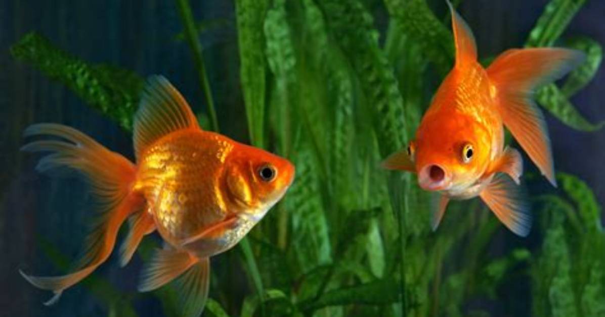 Do Goldfish Like Mirrors?