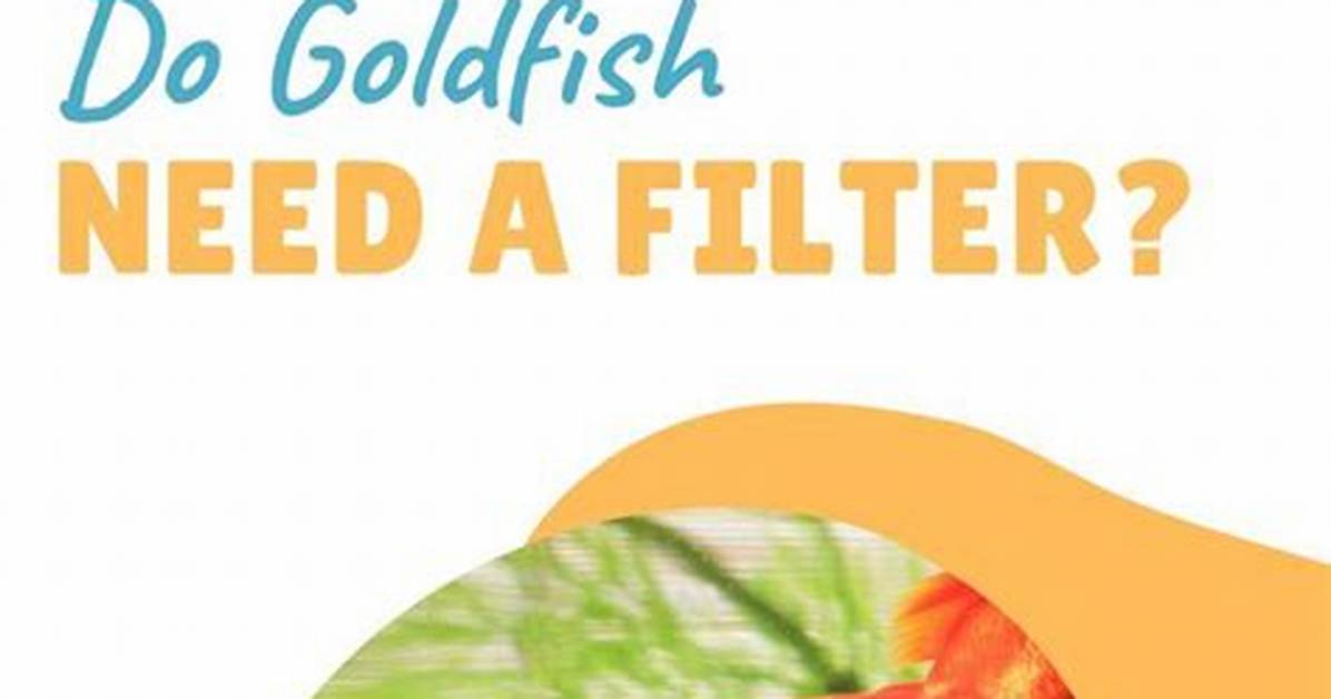 Do Goldfish Need a Filter?