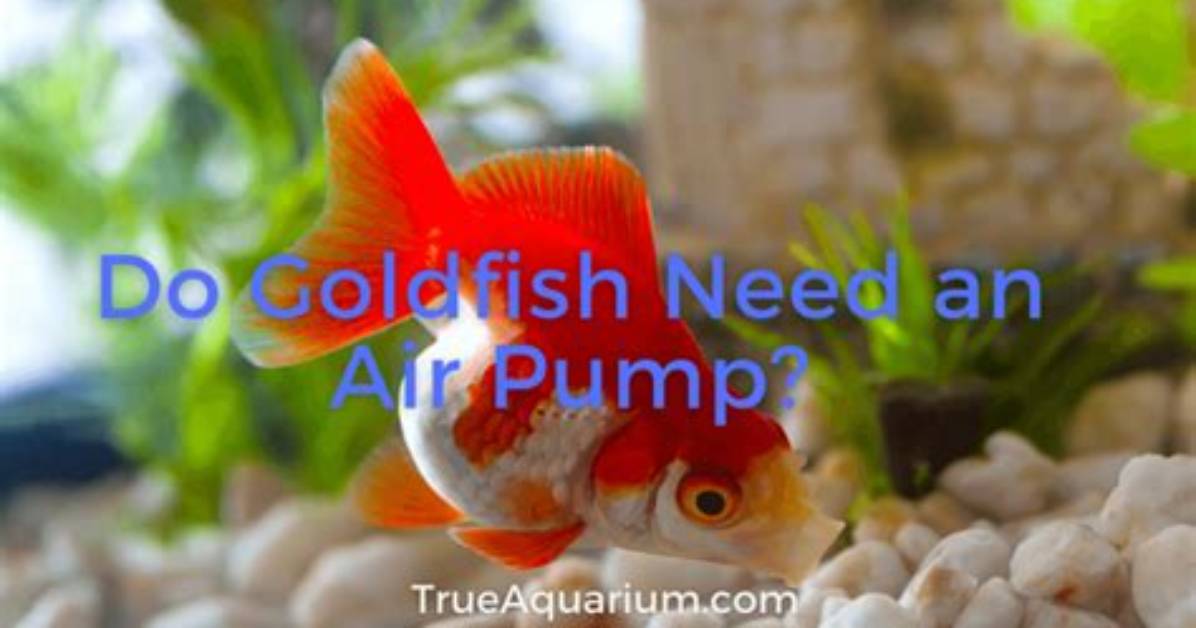 Do Goldfish Need Air Pump