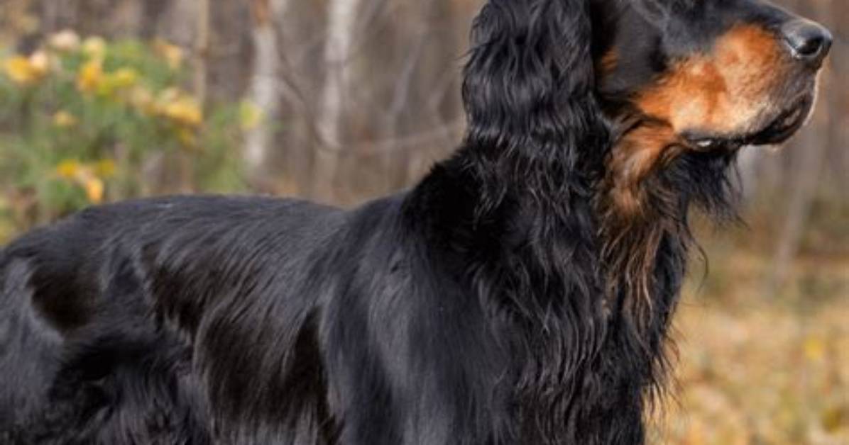 Do Gordon Setters Shed?