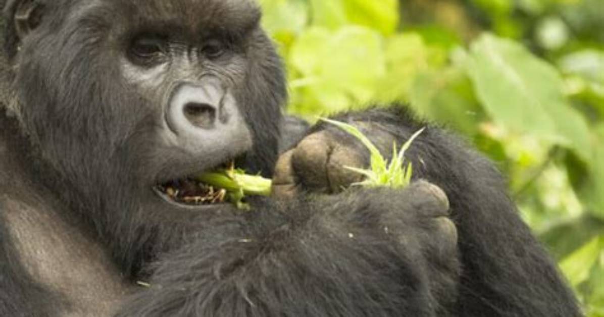 Do Gorillas Eat Meat?