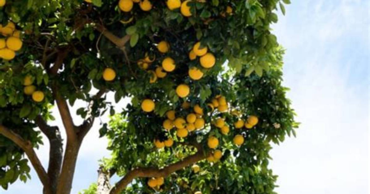 Do Grapefruits Grow on Trees
