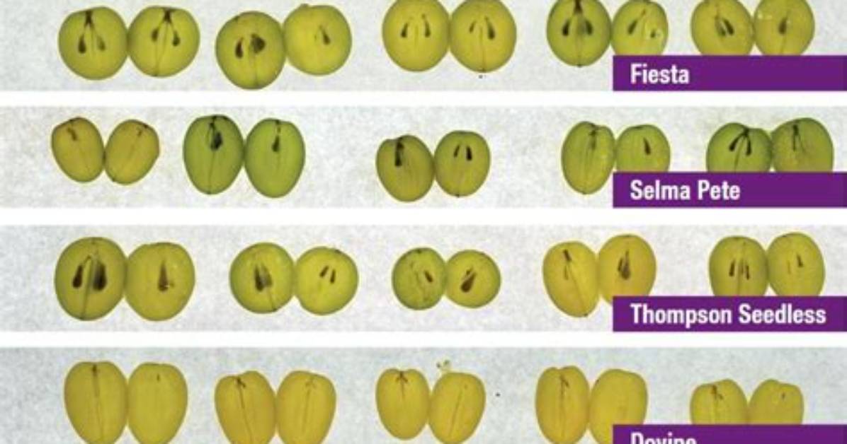 Do Grapes Have Seeds?