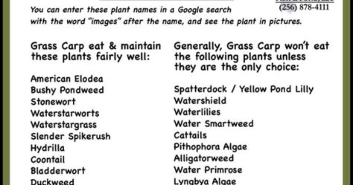 Do Grass Carp Eat Bladderwort?