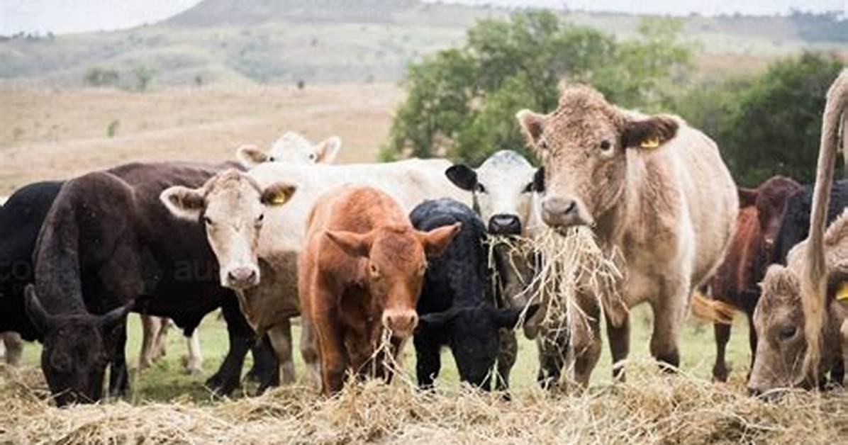 Do Grass Fed Cows Eat Hay?