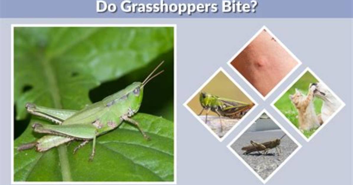 Do Grasshoppers Have Nests?
