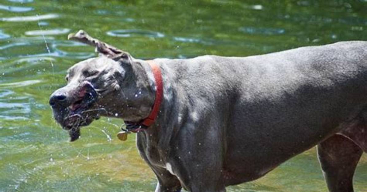 Do Great Danes Drool Excessively?