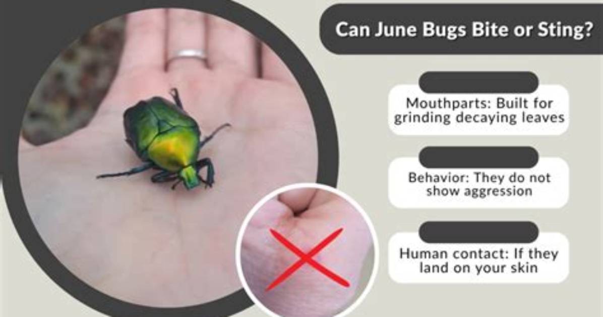 Do Green June Bugs Bite?