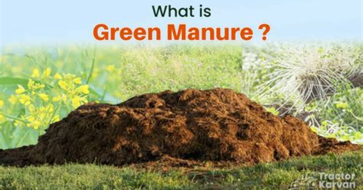 Do Green Manures Work?