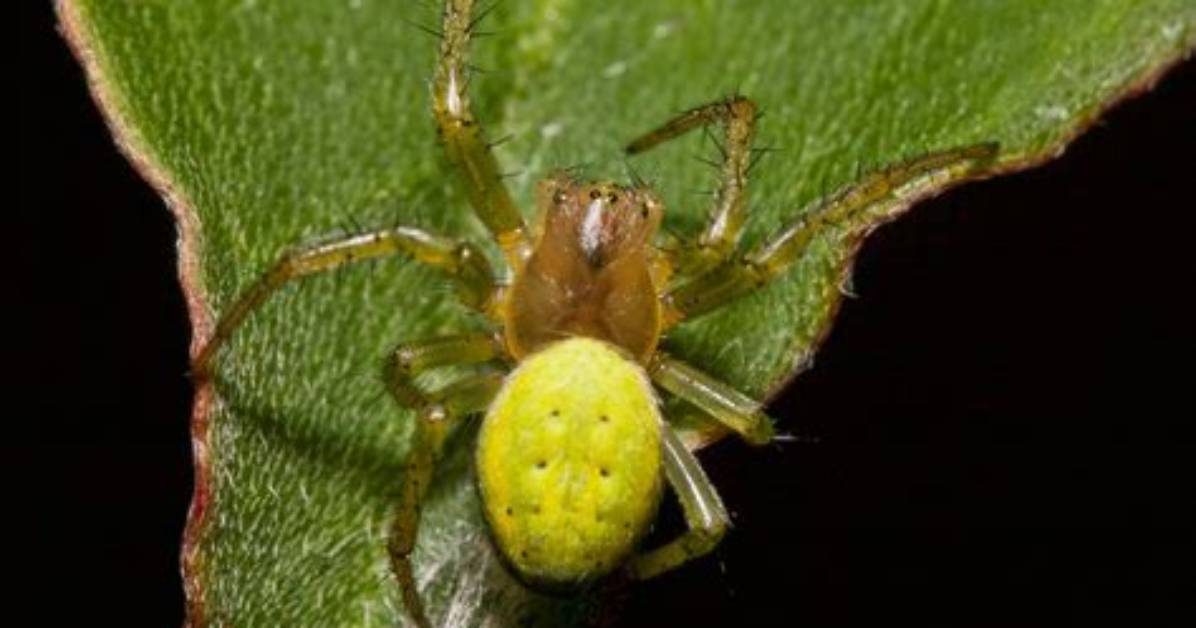 Do Green Spiders Bite?