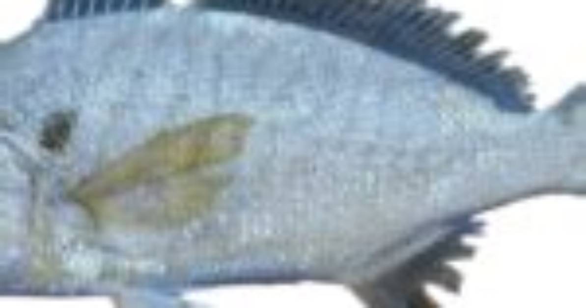 Do Greenling Taste Good?