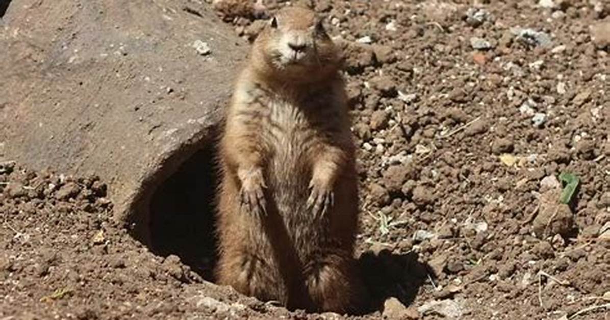 Do Groundhogs Abandon Their Burrows?