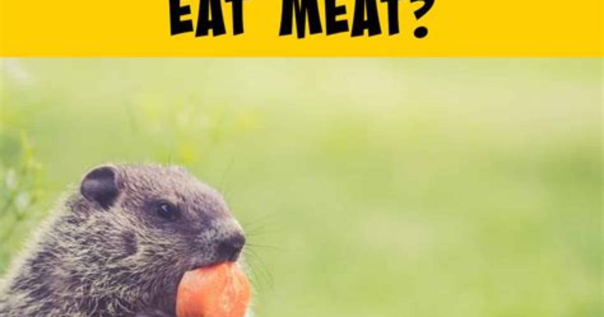 Do Groundhogs Eat Meat?
