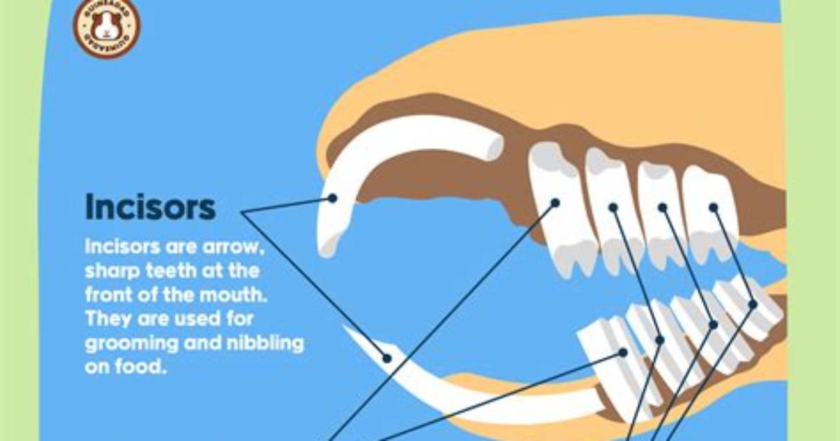 Do Guinea Pig Teeth Grow Back?