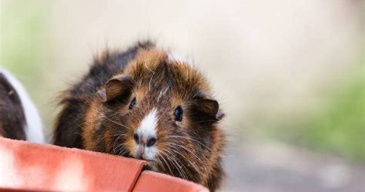 Do Guinea Pigs Keep Rats Away?