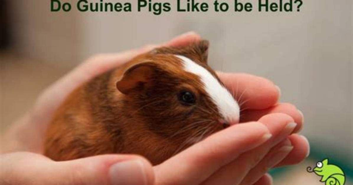 Do Guinea Pigs Like Choko?