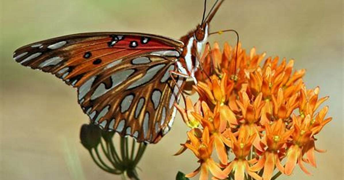 Do Gulf Fritillary Bite?