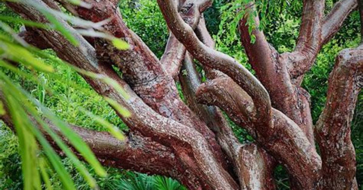 Do Gumbo Limbo Trees Flower?