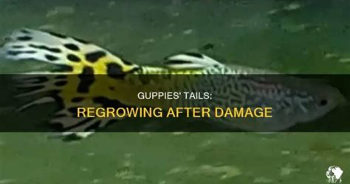 Do Guppies Tails Grow Back